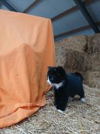 1 lieve kitten en 1 kater van 1 jaar, Dieren en Toebehoren, Katten en Kittens | Raskatten | Korthaar, Poes