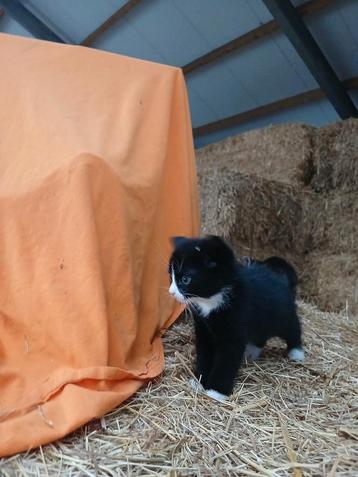 1 lieve kitten en 1 kater van 1 jaar  beschikbaar voor biedingen