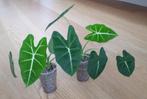 Alocasia Micholitziana / Frydek, Ophalen of Verzenden, Overige soorten, Minder dan 100 cm