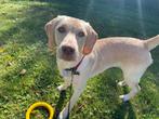 Blonde Labrador reu van 6 maandjes, Dieren en Toebehoren, Rabiës (hondsdolheid), 15 weken tot 1 jaar, Reu, Groot