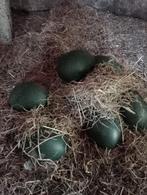 Emoe eieren