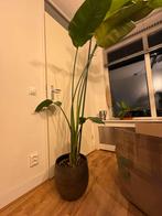 Strelitzia Nicolai - Paradijsvogelplant 2m, Tuin en Terras, Planten | Tuinplanten, Volle zon, Vaste plant, Bloeit niet, Ophalen