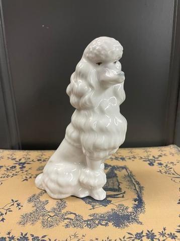 Poedel beeld beschikbaar voor biedingen