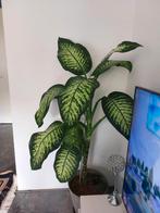 planten, Tuin en Terras, Planten | Bomen, Ophalen