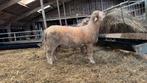 Poll Dorset ramlam, stamboek Scrapie ARR/ARR Zwoegervrij, Mannelijk, Schaap