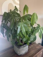 Pachira aquatica, geldboom, Ophalen, Halfschaduw, Minder dan 100 cm