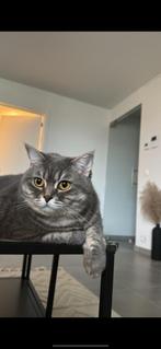 Britse korthaar, Dieren en Toebehoren, Katten en Kittens | Raskatten | Korthaar, Poes, Gechipt, 3 tot 5 jaar