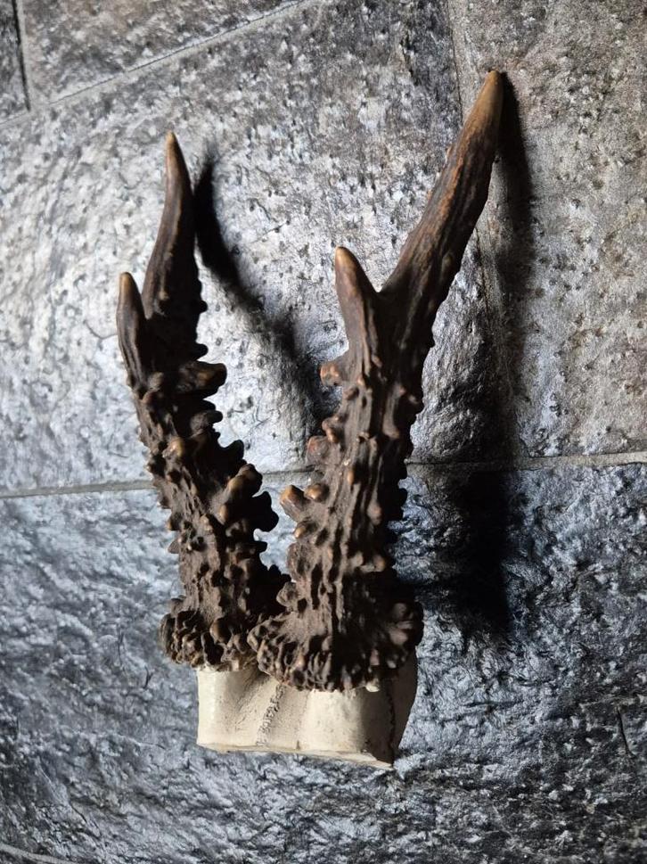 Mooi REE GEWEI met kleine schedelkap jacht kerst mancave e86, Verzamelen, Dierenverzamelingen, Gebruikt, Gewei of Kop, Hert, Ophalen of Verzenden