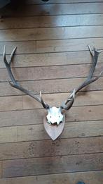 Hertengewei op houten schild, Ophalen of Verzenden, Gebruikt