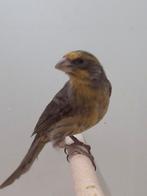 3-0 Mexicaanse roodmus, Dieren en Toebehoren, Vogels | Overige Vogels, Mannelijk, Tropenvogel