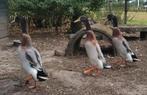 3 mooie, jonge Indische loopeenden / fleseenden, Dieren en Toebehoren, Pluimvee, Mannelijk, Eend