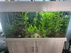 Aquarium, Ophalen of Verzenden