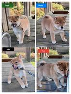 Shiba Inu pups FCI stamboom geboren 14-9, Dieren en Toebehoren, Overige rassen, CDV (hondenziekte), 8 tot 15 weken, Meerdere