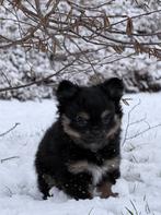 Chihuahua pup te koop (zeer kleine chihuahua), Dieren en Toebehoren, Honden | Chihuahua's en Gezelschapshonden, Parvo, Reu, 8 tot 15 weken