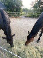 VakantieStalling gezocht voor 2 paarden, Dieren en Toebehoren, Stalling, 2 of 3 paarden of pony's