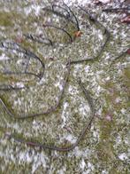 Valbeugels gts toscana, Fietsen en Brommers, Ophalen of Verzenden, Zo goed als nieuw, Overige typen, Overige merken