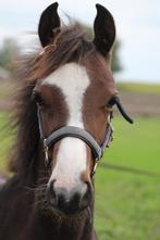 Mega lief merrie veulen, Merrie, Dressuurpony, Niet van toepassing, 0 tot 2 jaar