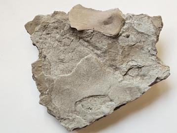 Fossiel botje Nothosaurus Muschelkalk, Winterswijk