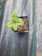 Dropplanten te koop, Tuin en Terras, Planten | Tuinplanten, Ophalen, Zomer, Volle zon