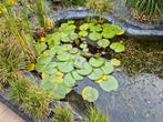 Vijver, Tuin en Terras, Vijvers, Ophalen