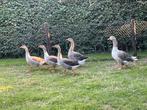 Jonge ganzen, Dieren en Toebehoren, Pluimvee, Meerdere dieren, Gans of Zwaan
