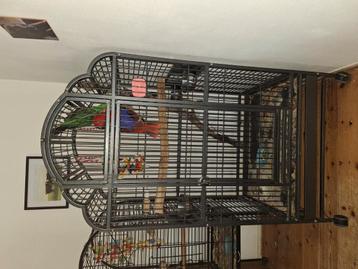 Papagaaien kooi beschikbaar voor biedingen