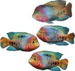 Vieja Melanura, Dieren en Toebehoren, Vissen | Aquariumvissen, Vis