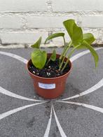 Scindapsus aureum (3), Ophalen of Verzenden, Overige soorten, Minder dan 100 cm