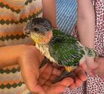 Jonge zwartkop caique, Dieren en Toebehoren, Vogels | Parkieten en Papegaaien, Geslacht onbekend, Papegaai, Geringd