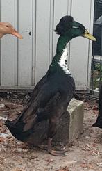 Loopeend., Dieren en Toebehoren, Pluimvee, Geslacht onbekend, Eend