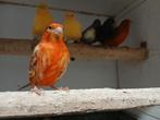Kanaries  in verschillende kleuren, Dieren en Toebehoren