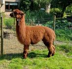 Alpaca, Dieren en Toebehoren, Overige Dieren, Juli, Mannelijk