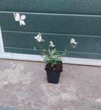 Gaura lindheimeri whirling butterflies, Tuin en Terras, Planten | Tuinplanten, Volle zon, Vaste plant, Zomer, Ophalen