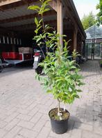 stewartia rostrata in kweekpot, Ophalen, Volle zon, Overige soorten, Minder dan 100 cm