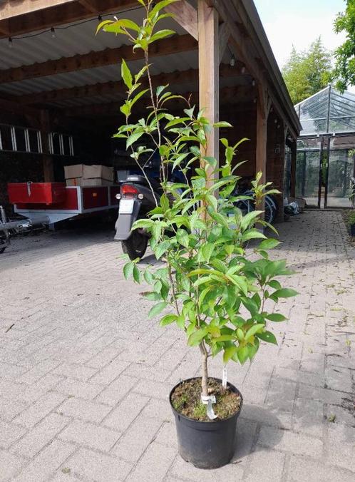 stewartia rostrata in kweekpot, Tuin en Terras, Planten | Bomen, Overige soorten, Minder dan 100 cm, Volle zon, Ophalen