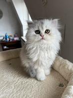 Brits korthaar kitten, Dieren en Toebehoren, Katten en Kittens | Raskatten | Langhaar, Poes, Ontwormd