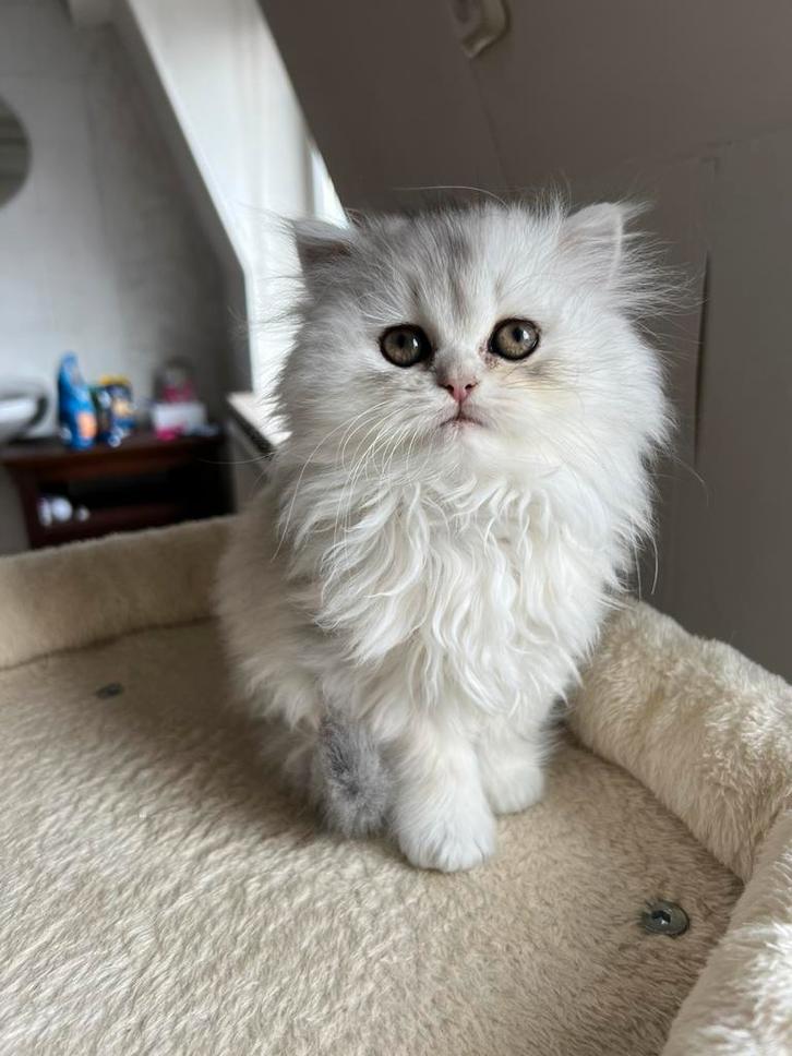 Brits korthaar kitten, Dieren en Toebehoren, Katten en Kittens | Raskatten | Langhaar, Poes, Ontwormd
