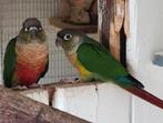 Mooie jonge Pyrrhura Molinea, Dieren en Toebehoren, Vogels | Parkieten en Papegaaien, Geslacht onbekend, Parkiet, Geringd
