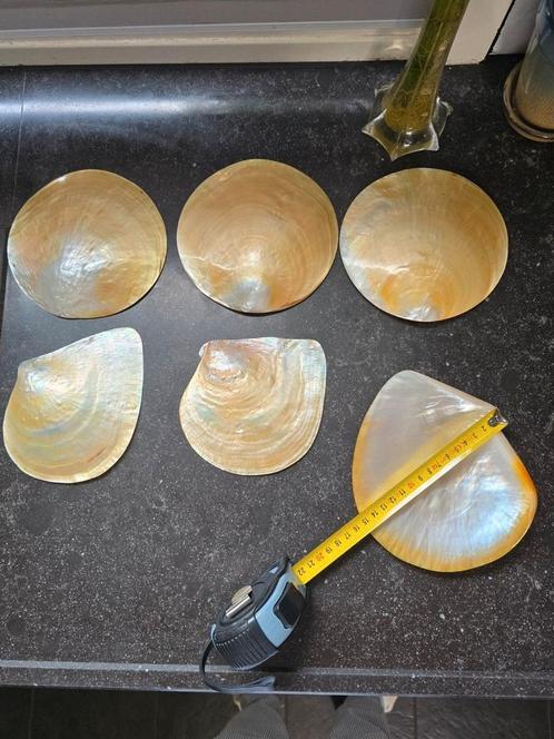 prachtige parelmoer schelpen, geen kleintjes, Verzamelen, Mineralen en Fossielen, Schelp(en), Ophalen of Verzenden