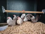 Hollandse krielkippen | Parmantige kippen | Deskundig advies, Dieren en Toebehoren, Pluimvee, Meerdere dieren, Kip