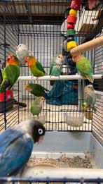 Agapornis, Dieren en Toebehoren, Dwergpapegaai of Agapornis