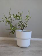 Sinaasappelboom in bloei, Ophalen, Fruitplant, In pot, Minder dan 100 cm