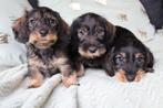 Prachtige ruwharige dwerg teckel pups, Nederland, CDV (hondenziekte), 8 tot 15 weken, Dwerg