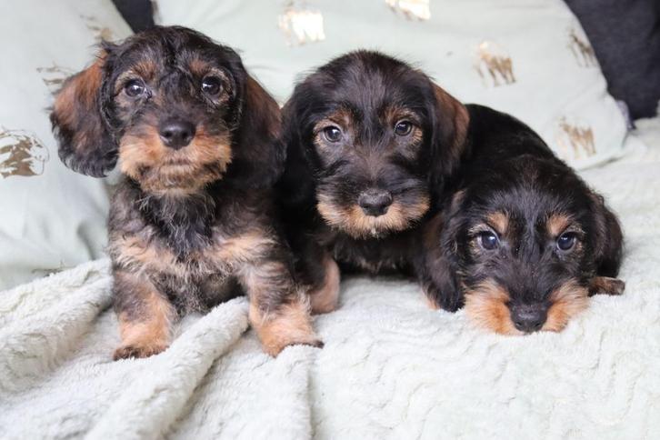 Prachtige ruwharige dwerg teckel pups, Dieren en Toebehoren, Honden | Teckels en Dashonden, Meerdere dieren, Ruwhaar, Dwerg, Fokker | Professioneel