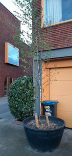 grote bak, Tuin en Terras, Bloembakken en Plantenbakken, Ophalen, Rond, Kunststof, Minder dan 60 cm