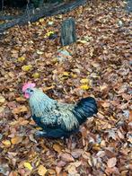 Haan, Dieren en Toebehoren, Mannelijk