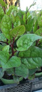 Malabarspinazie rubra, Tuin en Terras, Planten | Tuinplanten, Ophalen of Verzenden