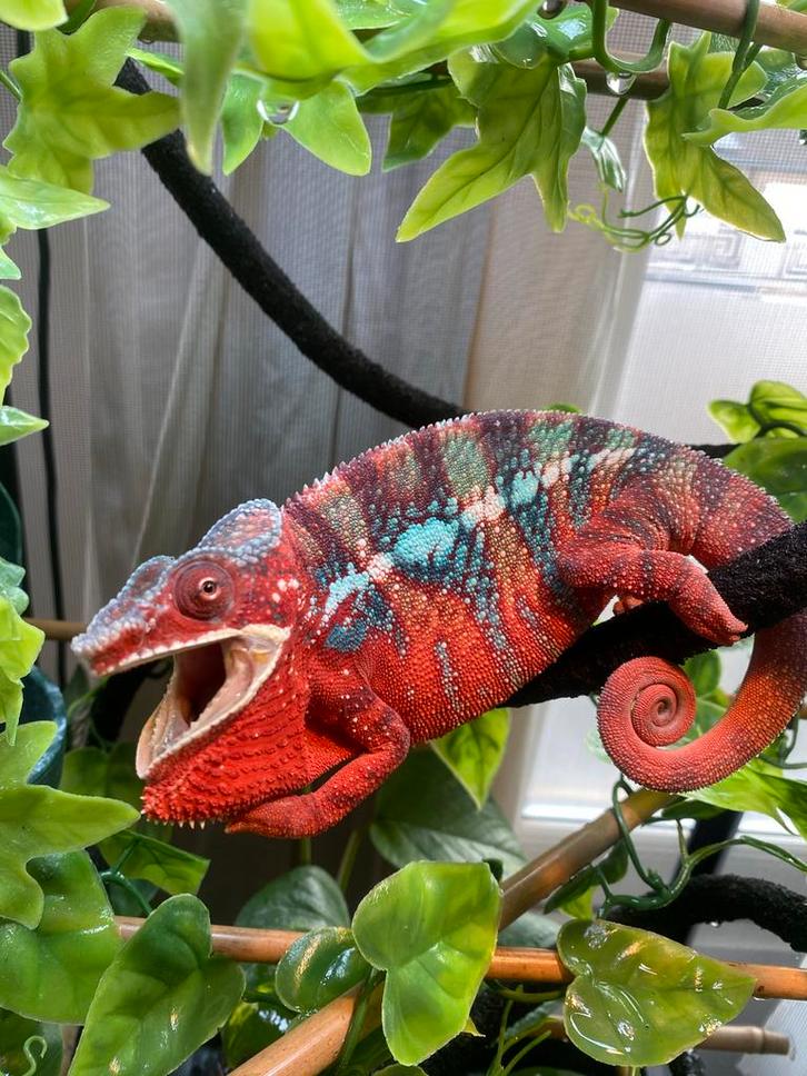 Furcifer pardalis (Ambilobe Pantherkameleon)
