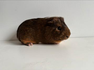 Gladharige cavia beer/mannetje (3 jr) beschikbaar voor biedingen