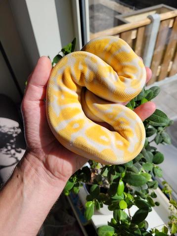 Lavender albino pastel Ballpython man python regius konings beschikbaar voor biedingen